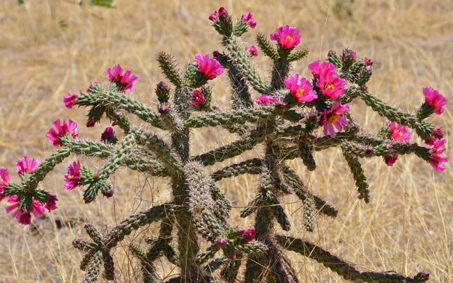 Walkingstick Cactus is a native perennial that grows up to 5 feet or more. It prefers habitats ranging from desert and plains grasslands, extending onto Sonoran Desert flats; sandy to loamy soils. Cylindropuntia spinosior 